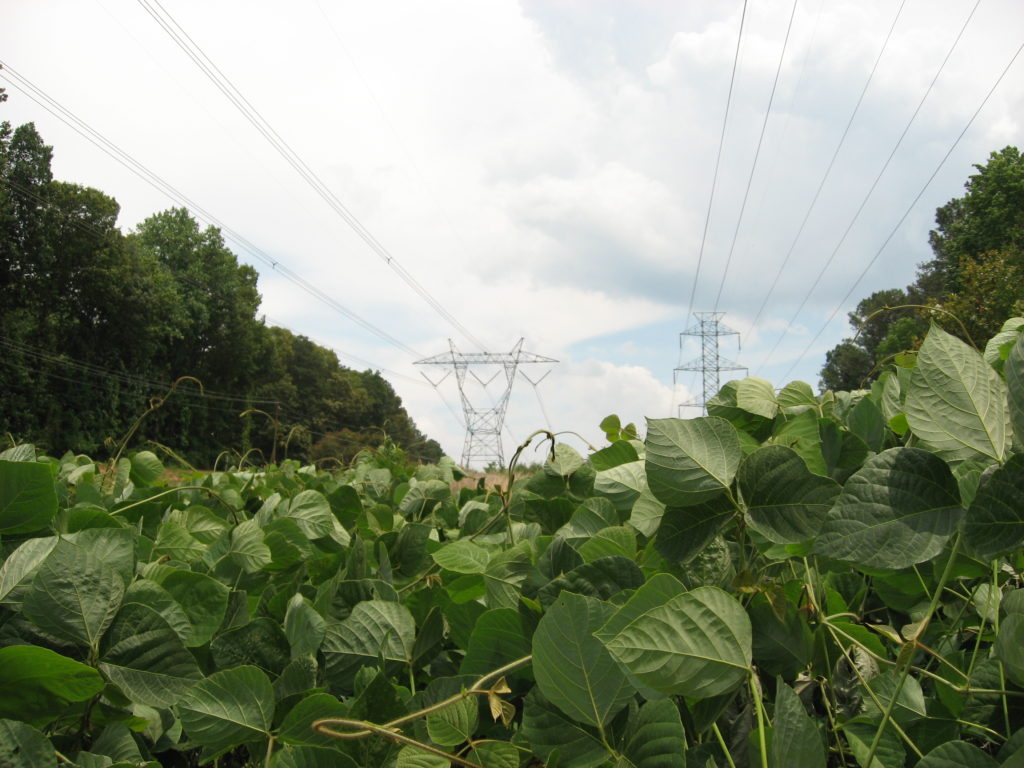 kudzu growing under powerline